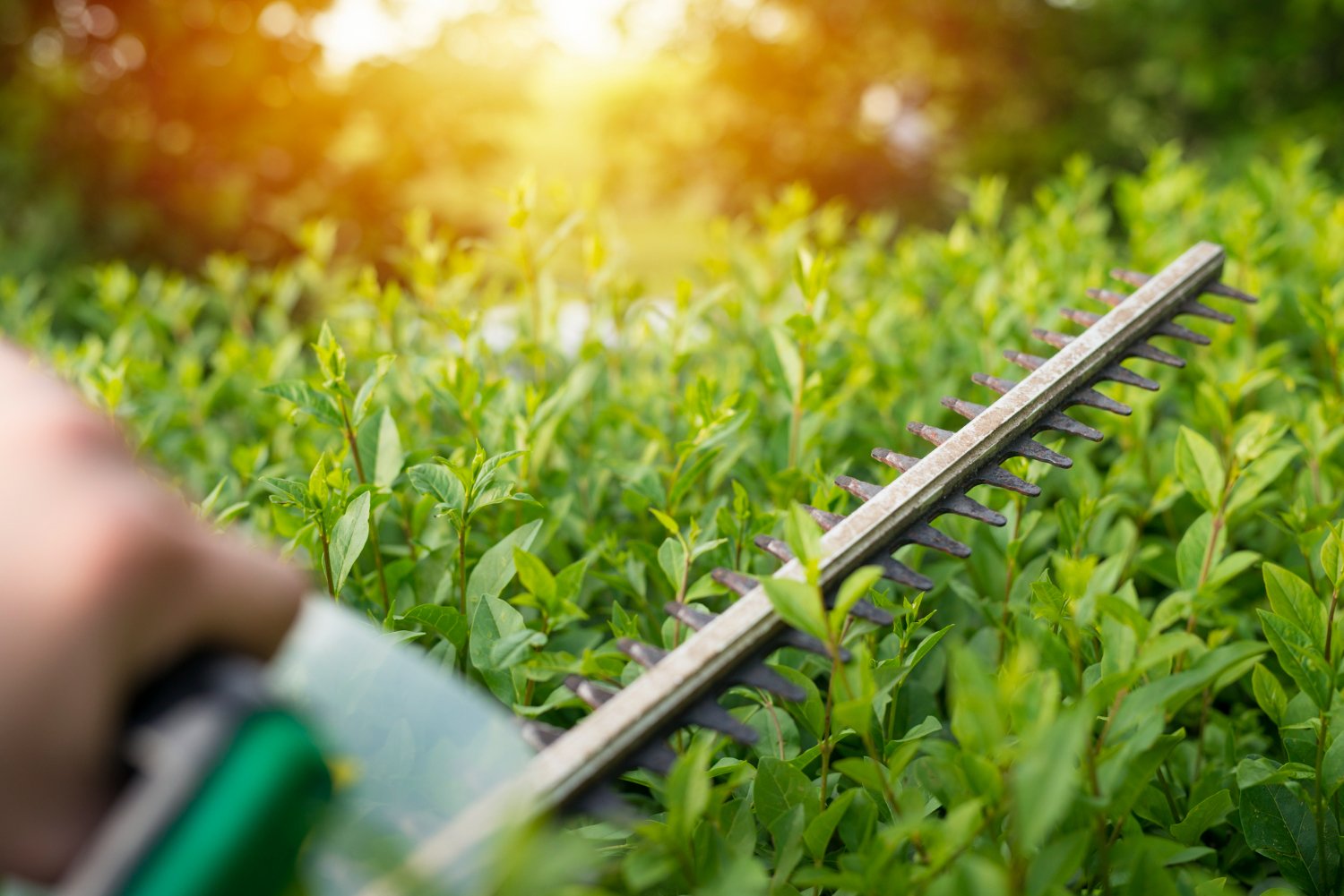 Hedge trimmer blade cutting green leafy growth
