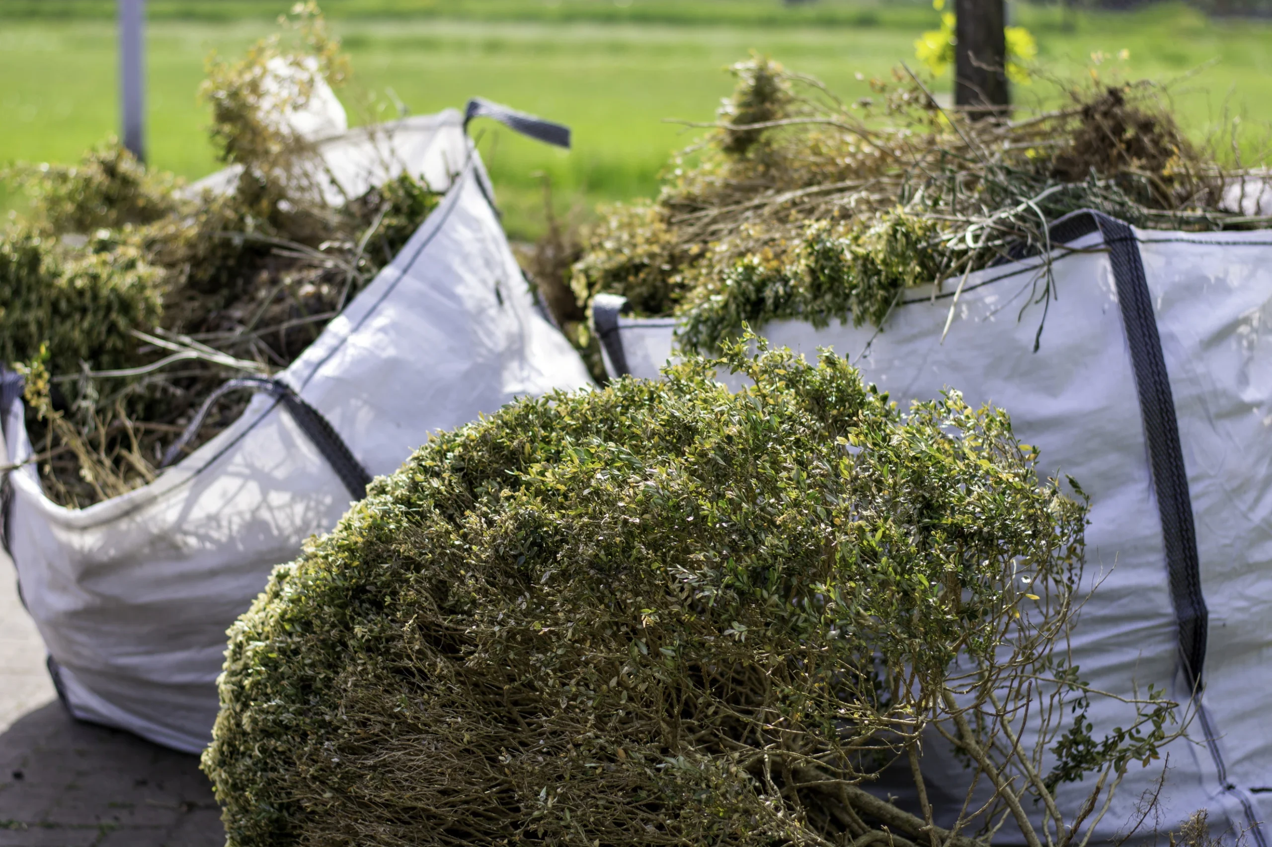 Large garden bags filled with hedge cuttings and green waste