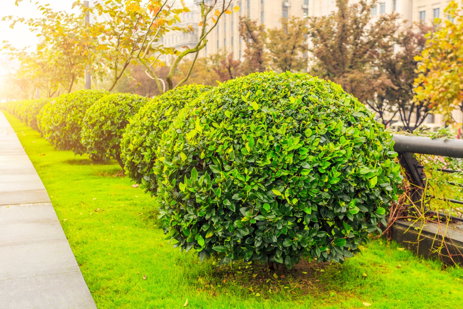 Shaped green hedges and a lawn beside a paved walkway