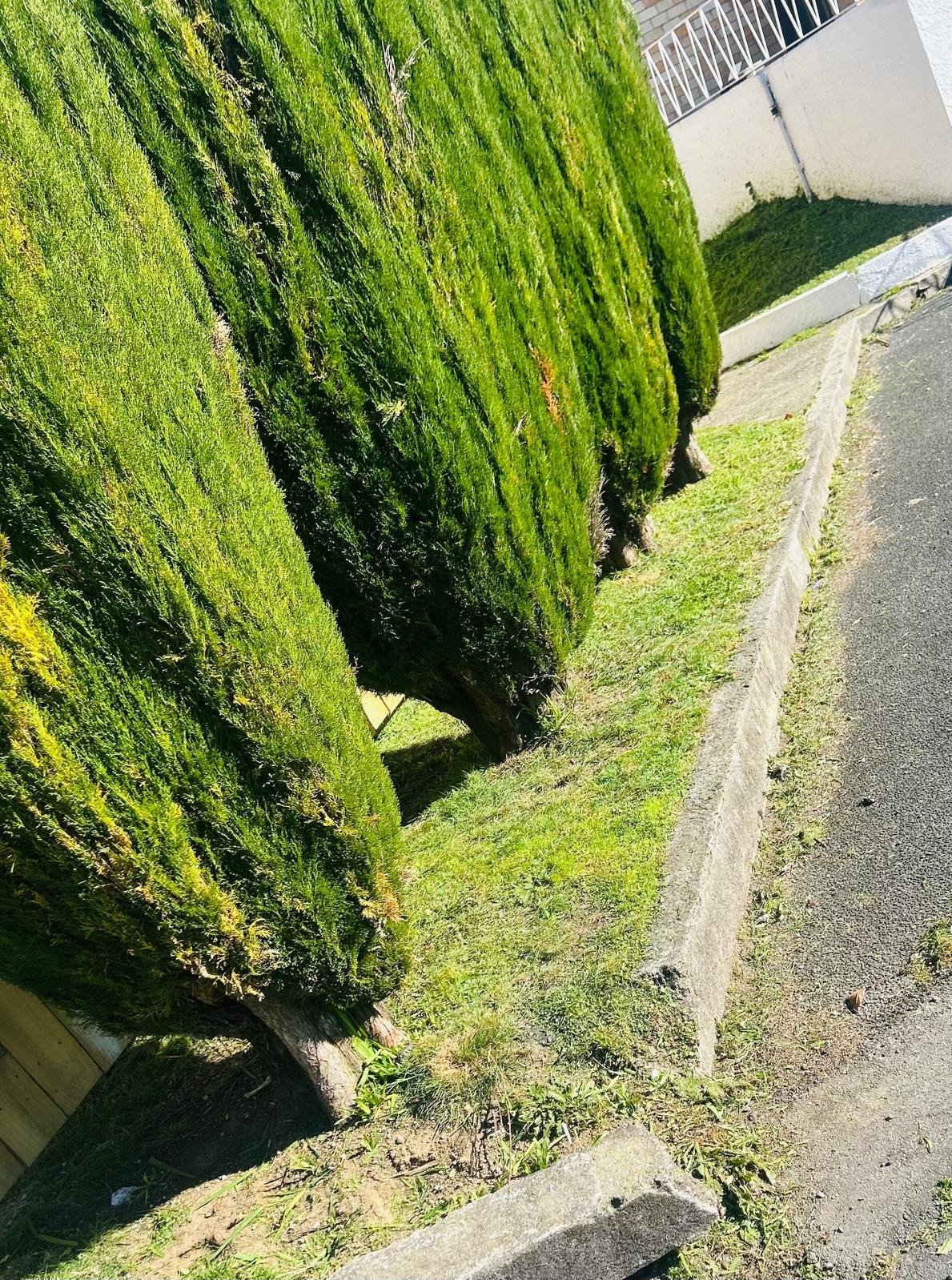 Row of trimmed evergreen hedges beside a path and garden border